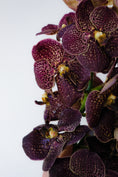 Load image into Gallery viewer, A close-up of dark purple orchids with yellow and white speckled centers, photographed against a plain light gray background.