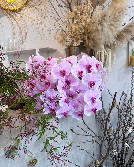 Orchid Care: Elegance That Lasts