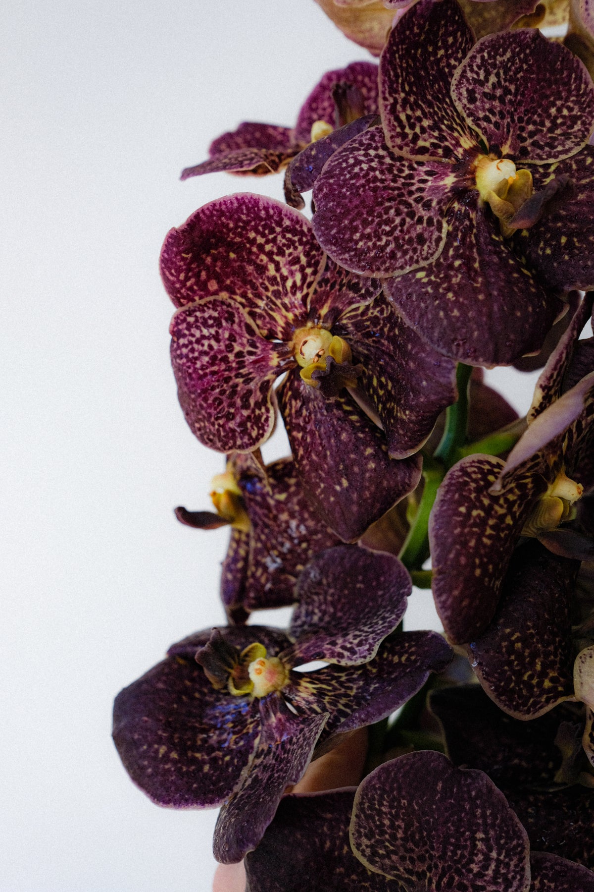 A close-up of dark purple orchids with yellow and white speckled centers, photographed against a plain light gray background.